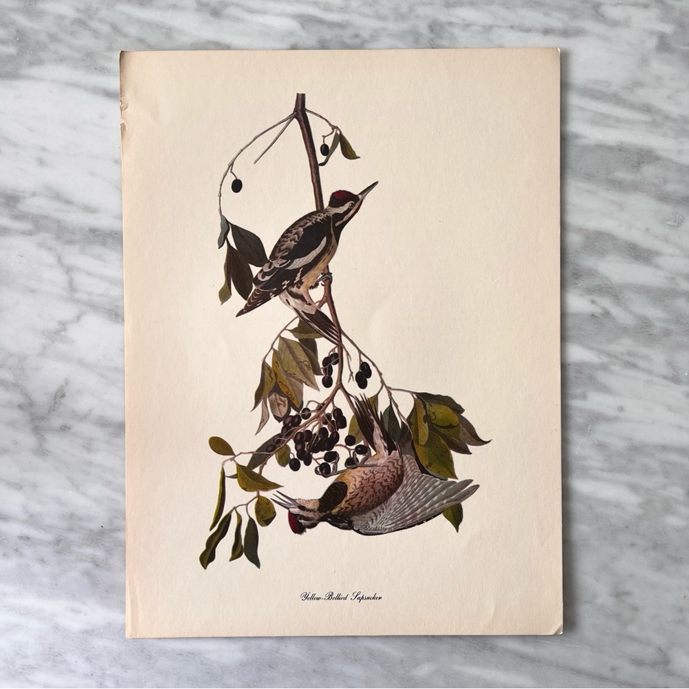 Vintage Yellow-Bellied Sapsucker Art Print
